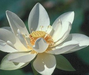 flor-loto